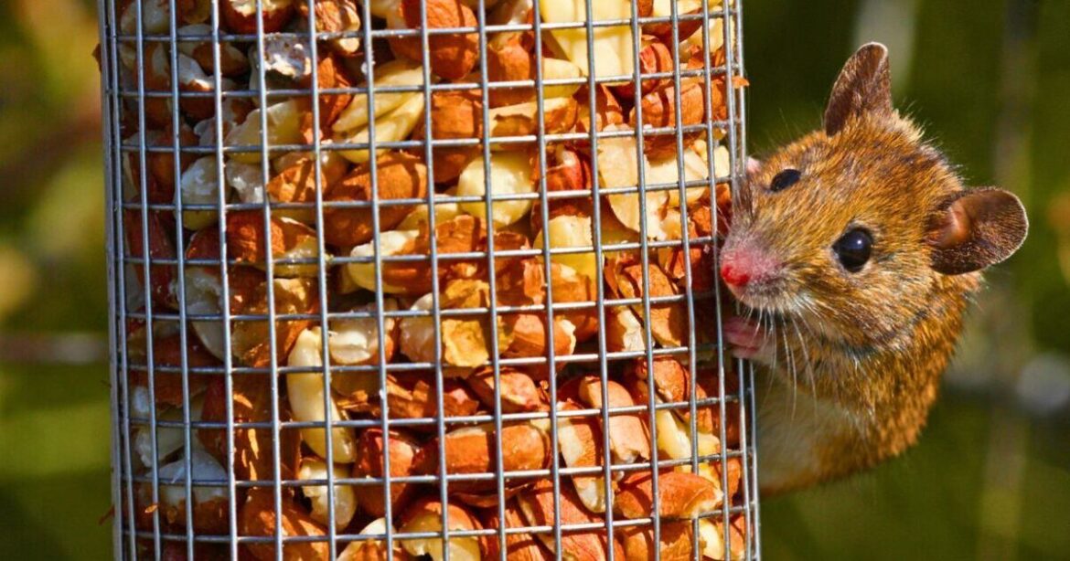 Anyone that feeds birds needs 1 item in their garden to avoid a rat infestation