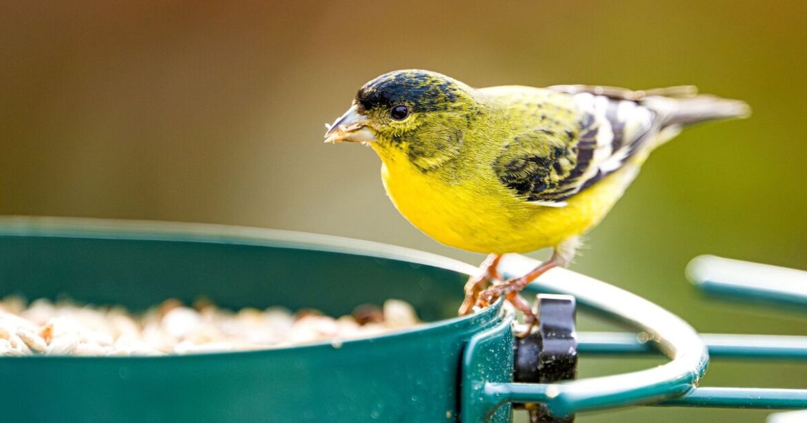 Gardeners urged to put hot sauce or chilli on bird feeders 'asap'