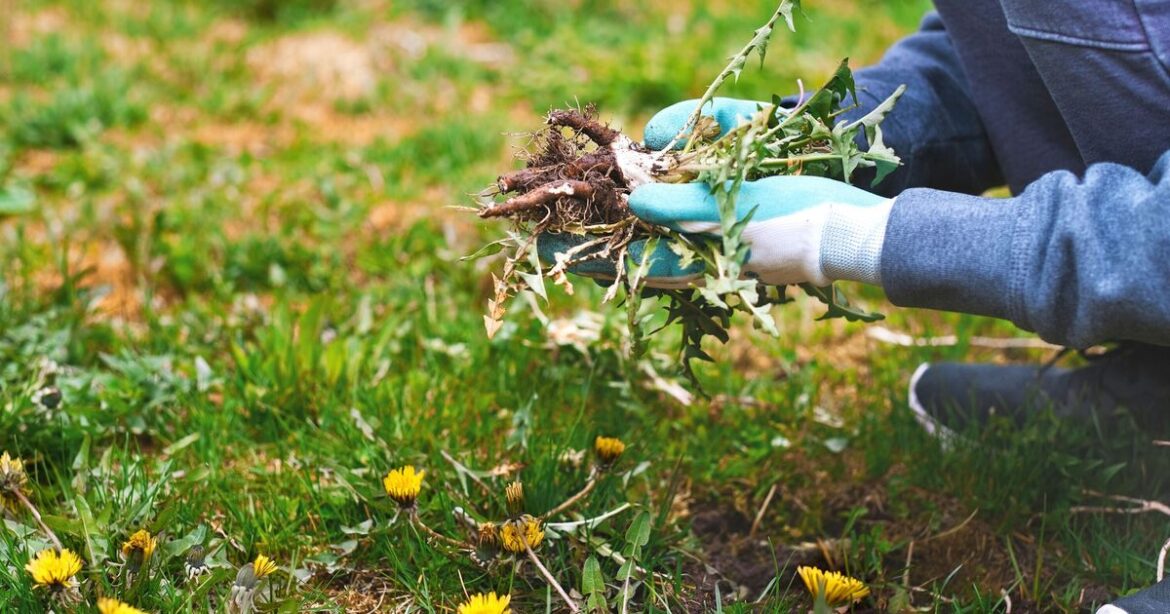 How to get rid of garden weeds with key task in March How to get rid of garden weeds with key task in March