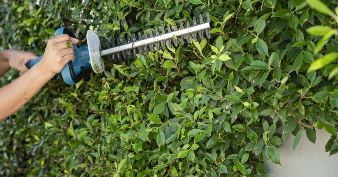 Gardeners cutting hedges in March risk fine and jail time Gardeners cutting hedges in March risk fine and jail time