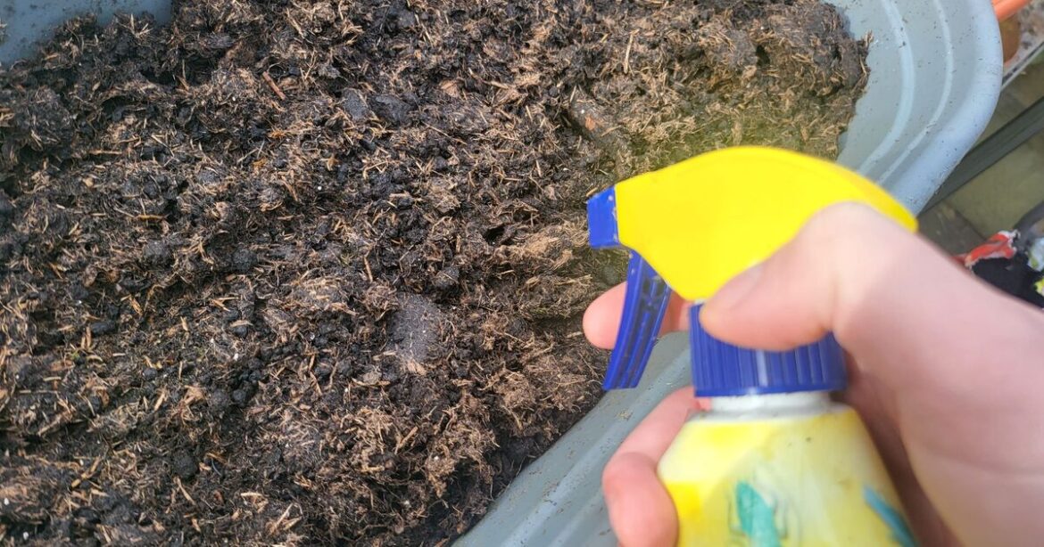 'Last chance' to kill common pest in March before it ruins your garden