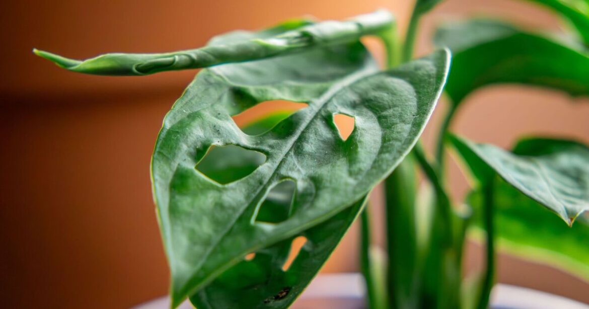 Garden experts urge Brits to let caterpillars eat their plants Garden experts urge Brits to let caterpillars eat their plants