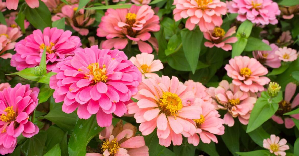 ‘Fast growing flowers’ to plant now in March that will bloom quickly 'Fast growing flowers' to plant now in March that will bloom quickly