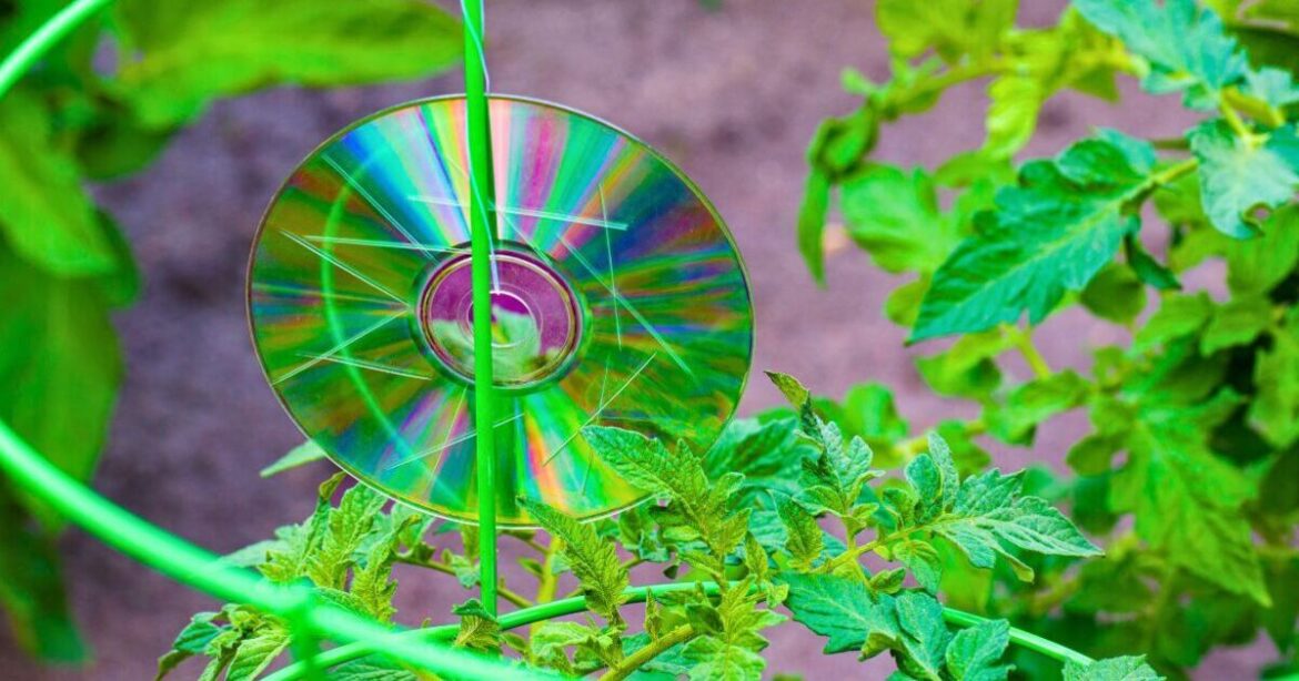 Gardeners are urged to hang CDs around gardens as soon as possible