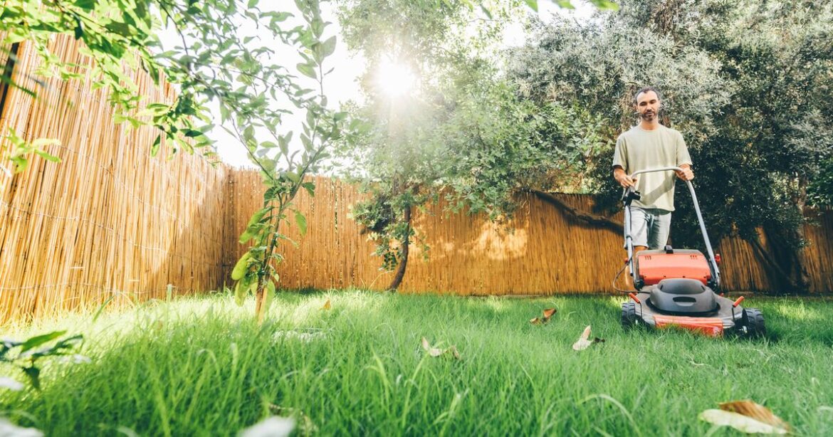Lawns turn 'extremely green' and moss-free with 1 thing added to soil