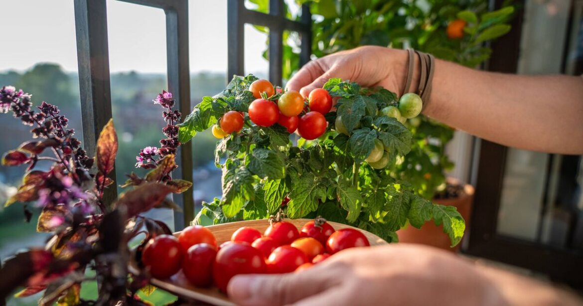 Tomatoes have better flavour when planted next to this common herb