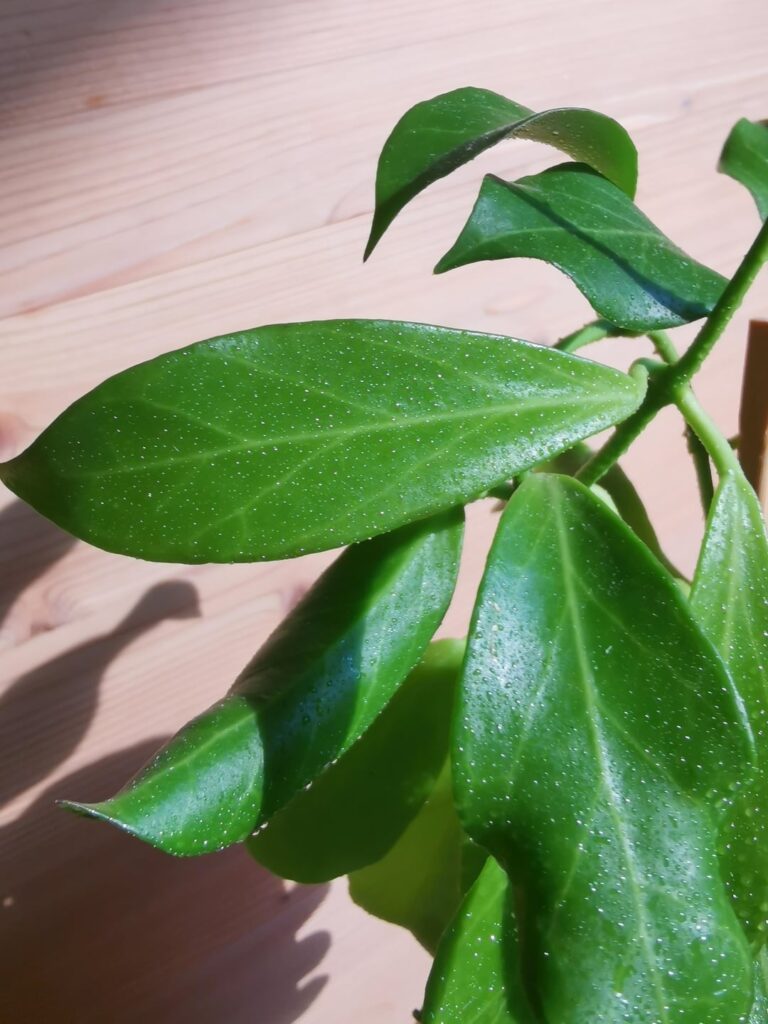 Curious about ID
