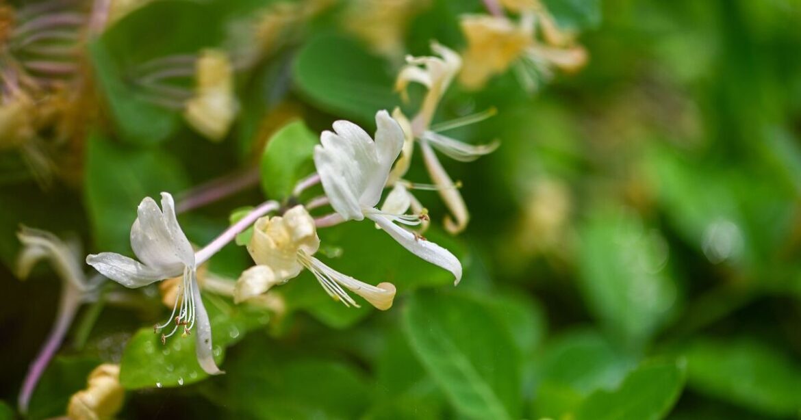 Gardeners urged to add 5 plants to garden before the end of March Gardeners urged to add 5 plants to garden before the end of March
