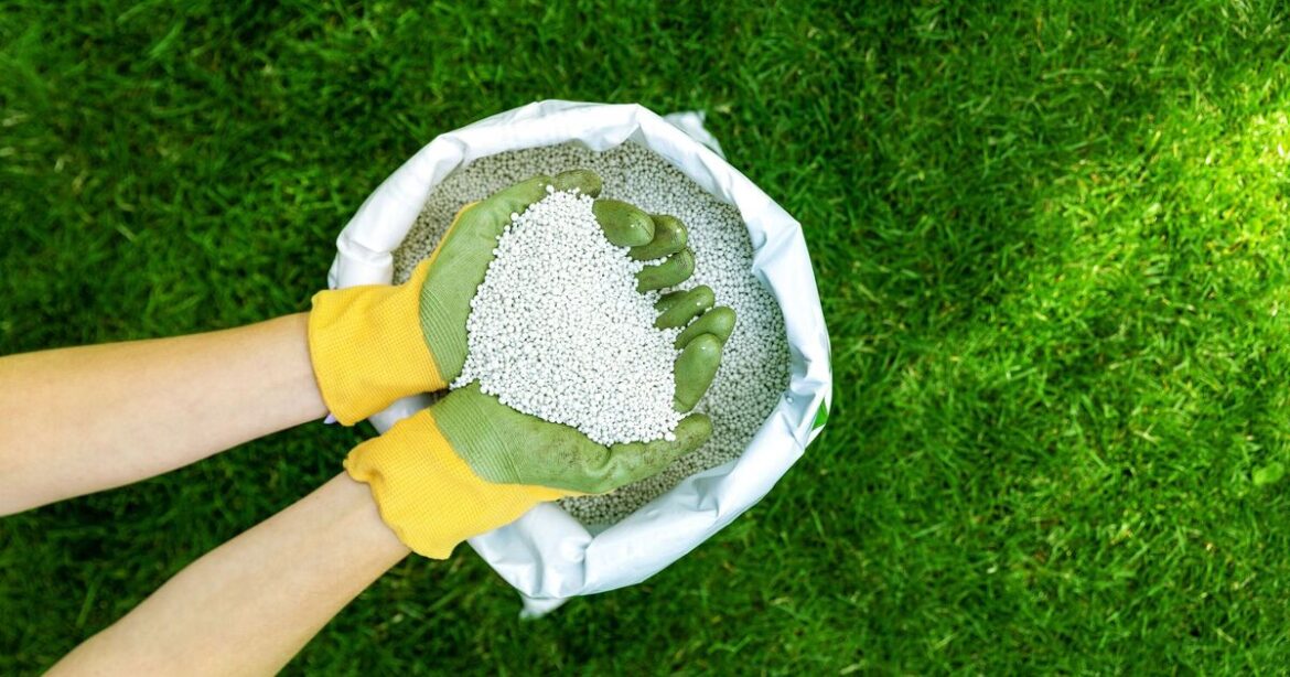 How to make lawns greener and remove moss with gardener’s 1 thing How to make lawns greener and remove moss with gardener’s 1 thing
