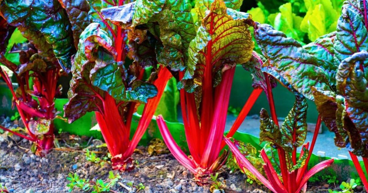 Anyone growing rhubarb needs to watch out for 1 natural item on the plant Anyone growing rhubarb needs to watch out for 1 natural item on the plant