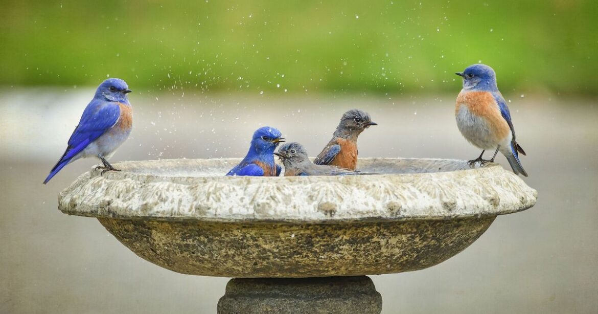 Gardeners urged to put a penny in their birdbaths this March Gardeners urged to put a penny in their birdbaths this March