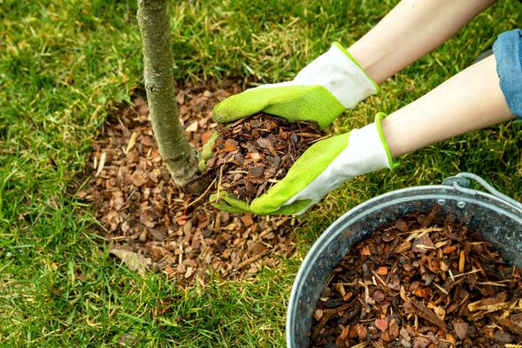 Mulching around a tree with bark chippings