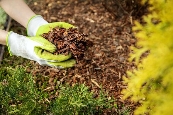 hands holding mulch