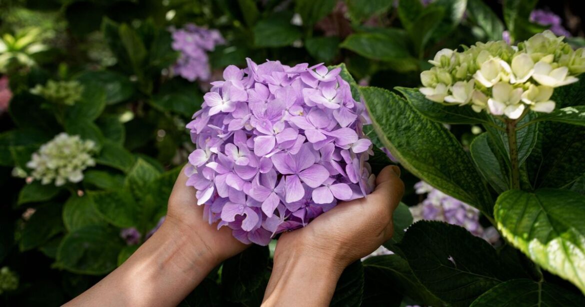 Monty Don’s simple hydrangea trick leads to huge summer blooms