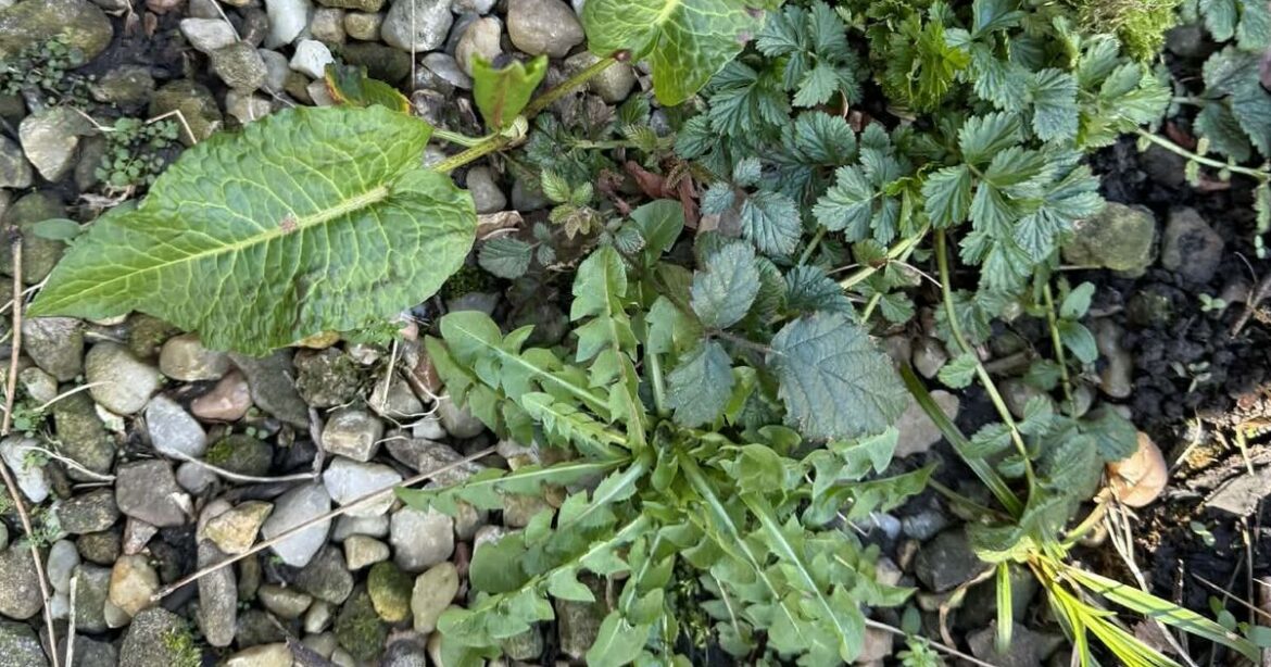 I got rid of weeds in my garden by following Monty Don's four-word rule for spring