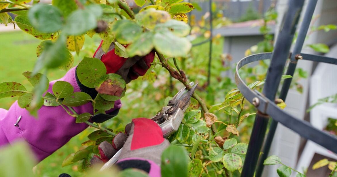 5 plants gardeners must 'get pruning' in March for lush blooms