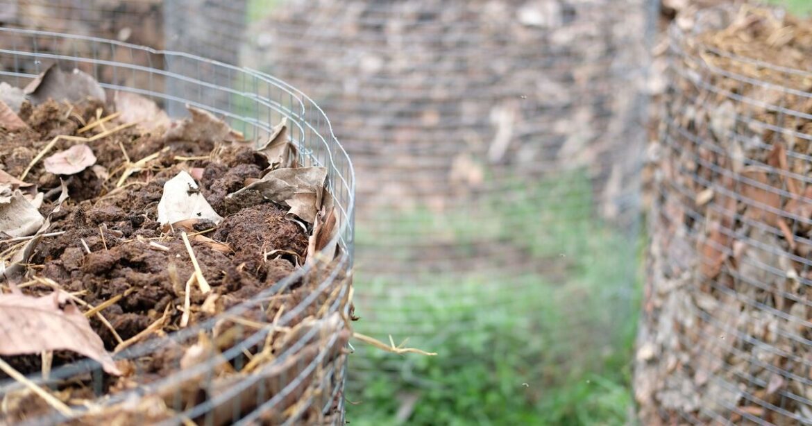 Gardener urges people to plant 1 crop in March for great summer treat