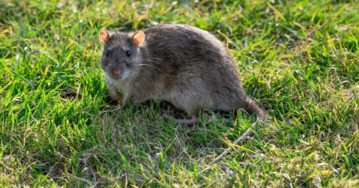 Rats will turn and sprint from gardens if 1 natural item is left outside