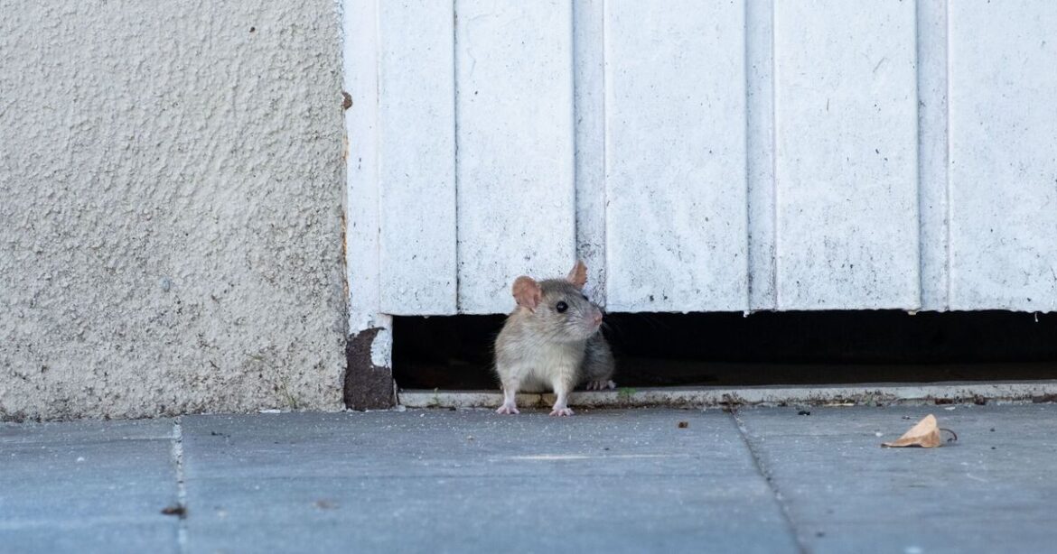 Rats will stay away from gardens if you put 22p item outside