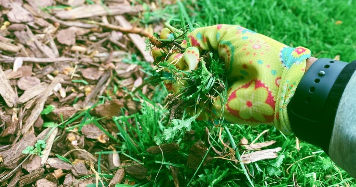 Alan Titchmarsh's technique to ensure weeds won't take over gardens