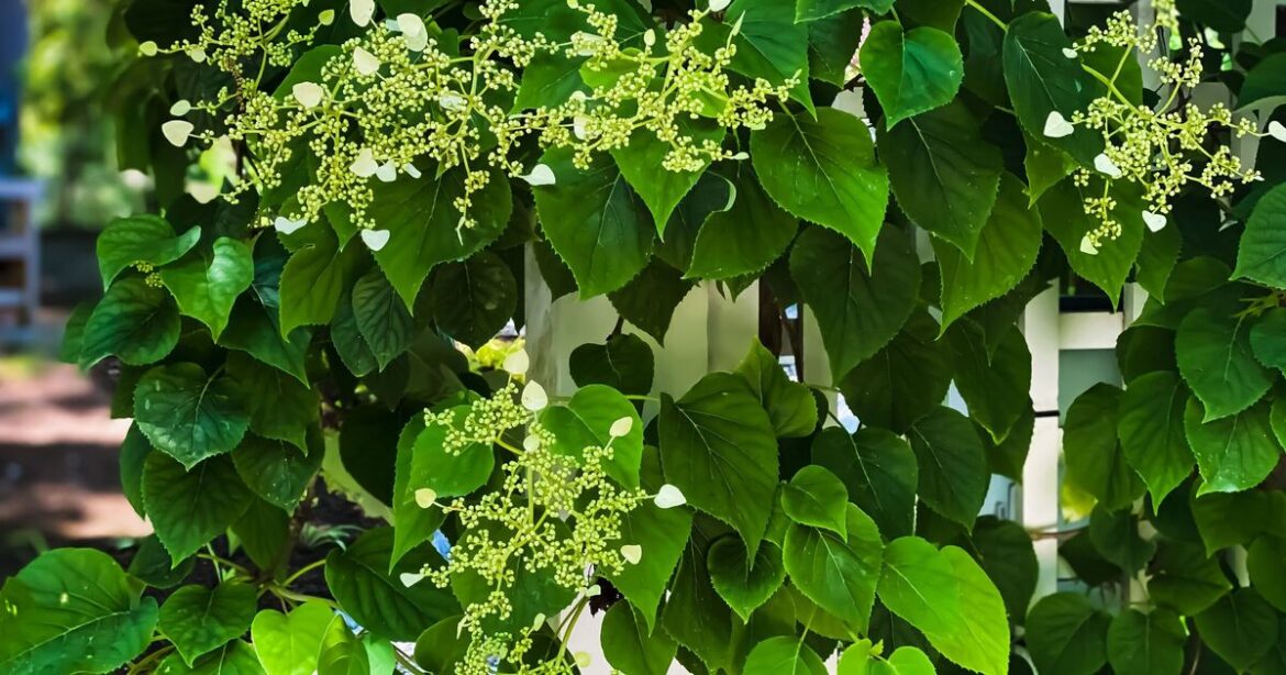 How to grow more blooms on climbing hydrangeas with 1 task