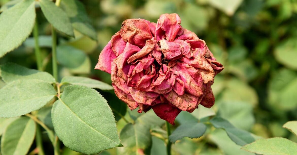 Garden warning as destructive flower disease could ruin your spring plants Garden warning as destructive flower disease could ruin your spring plants