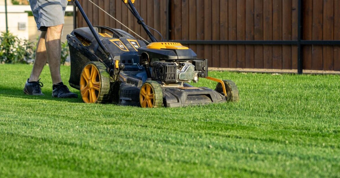 Lawns will turn ‘extremely green’ when 1 simple item is added to soil Lawns will turn 'extremely green' when 1 simple item is added to soil