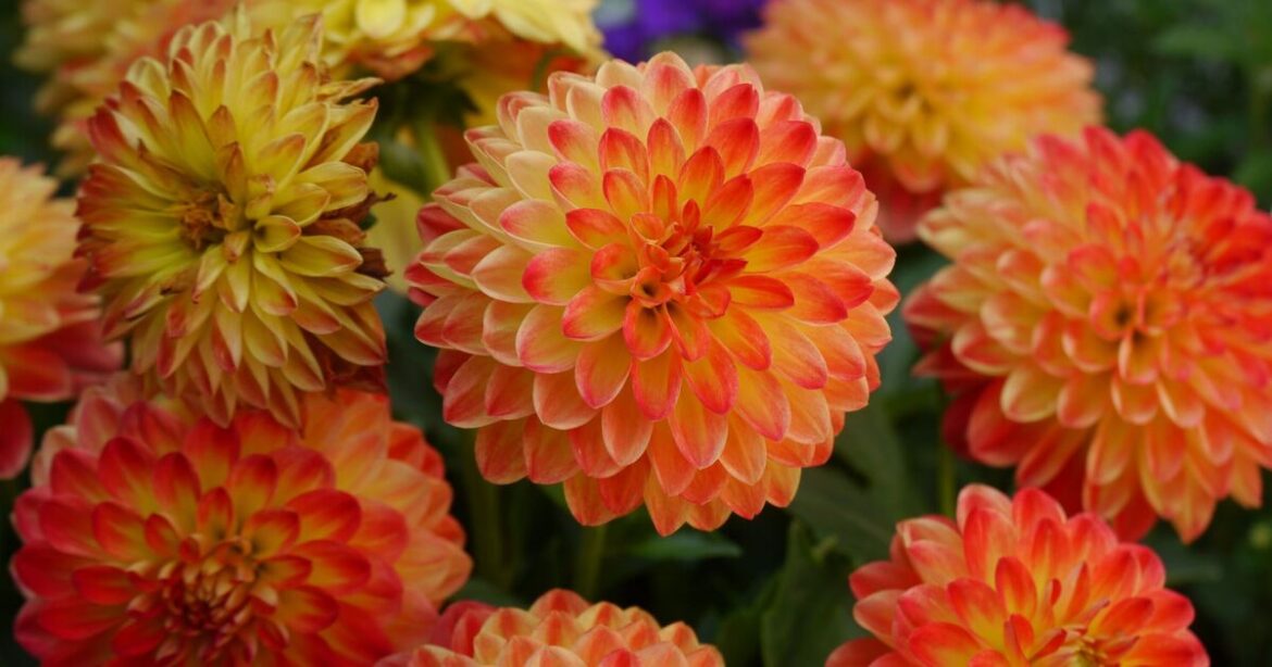 ‘I'm a gardening expert — plant these bulbs now for summer colour'