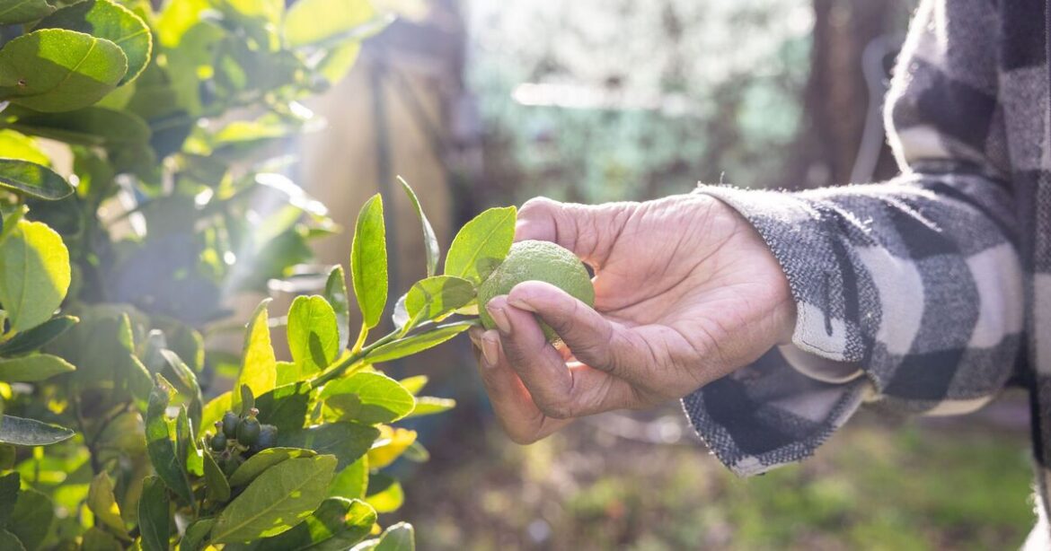 Gardener urges people to stop buying supermarket lemons | UK | News Gardener urges people to stop buying supermarket lemons | UK | News