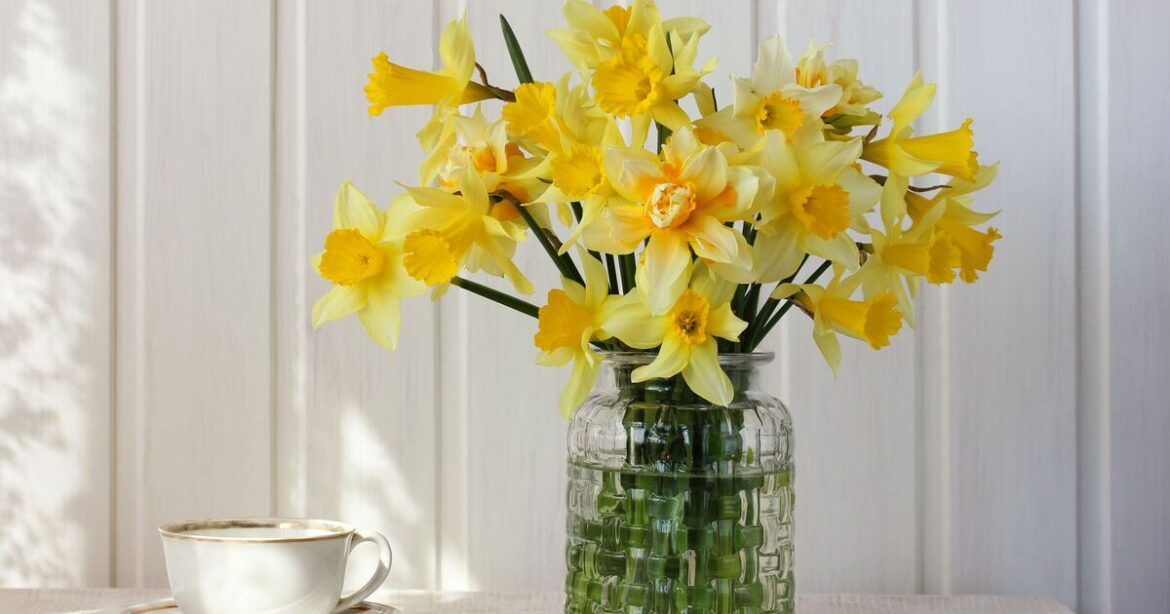 Daffodils will last longer and save you money with 1 change Daffodils will last longer and save you money with 1 change