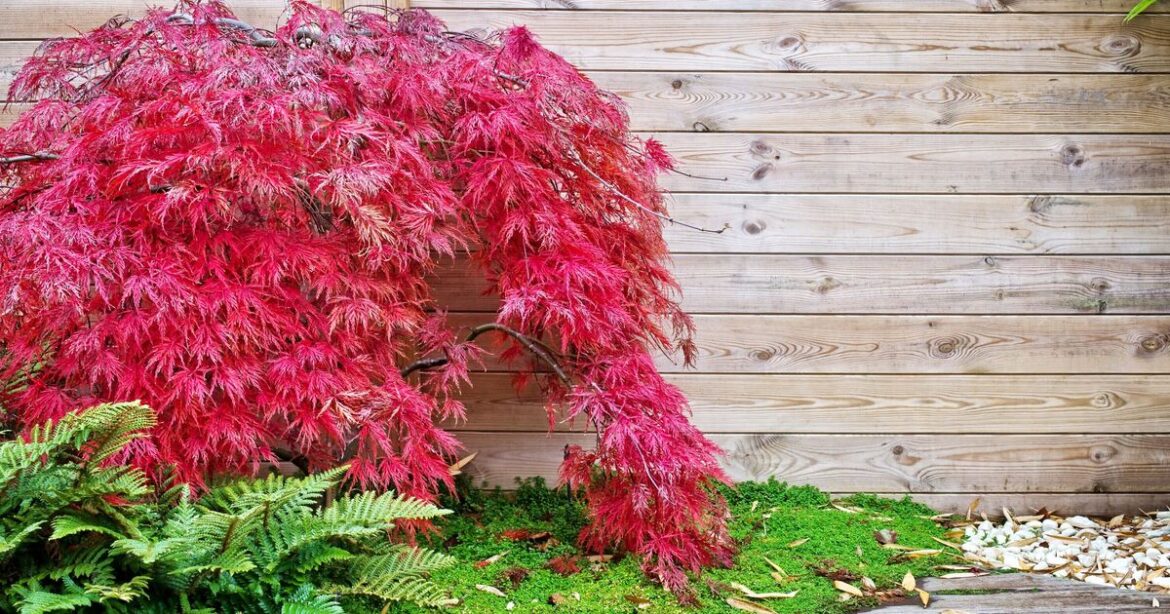 Japanese Acers will turn vibrant red if one thing is added to soil now Japanese Acers will turn vibrant red if one thing is added to soil now