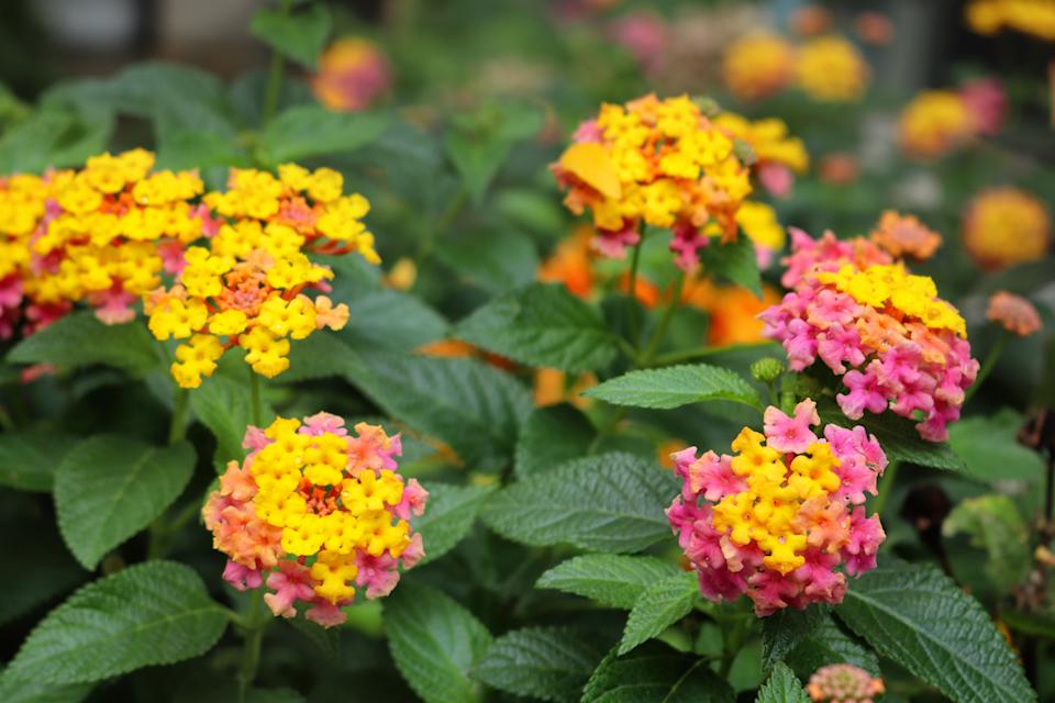 Common Lantana flowers in bloom , featuring yellow, orange and pink flowers