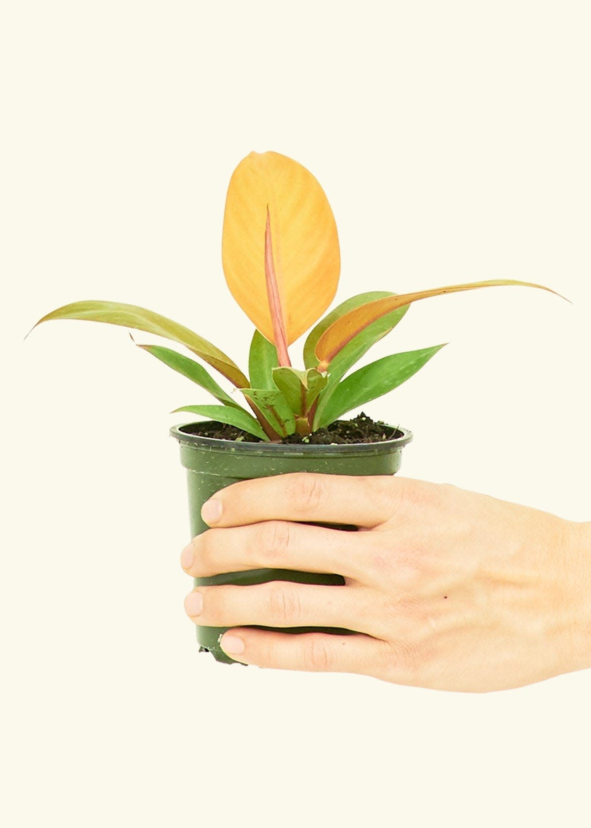 37 Low-Light Houseplants That THRIVE in Darkness