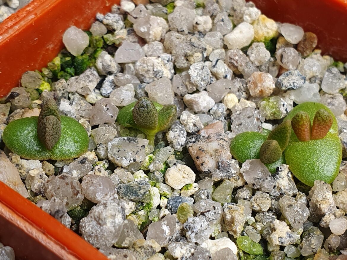 Aloinopsis rosulata seedlings