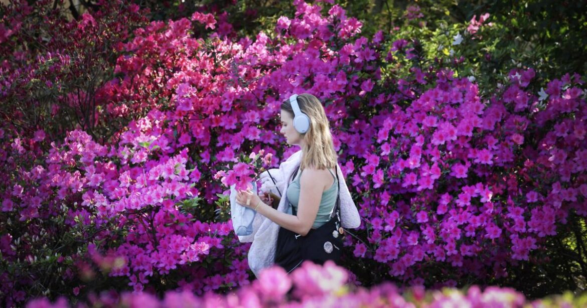 Spring is already here: A guide to gardening in New Orleans. | Home/Garden Spring is already here: A guide to gardening in New Orleans. | Home/Garden