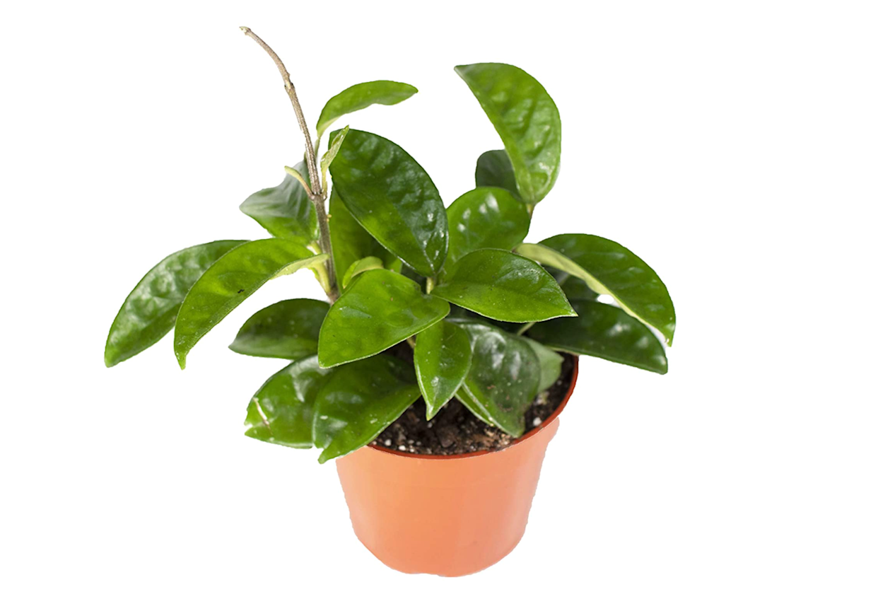 37 Low-Light Houseplants That THRIVE in Darkness