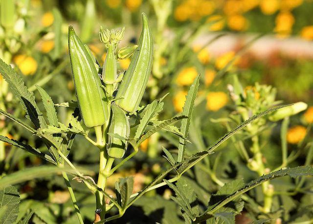 Okra thrives in hot summers, ike those found in Dallas, Texas where this image was captured.Credit: jus tt for fun / Flickr