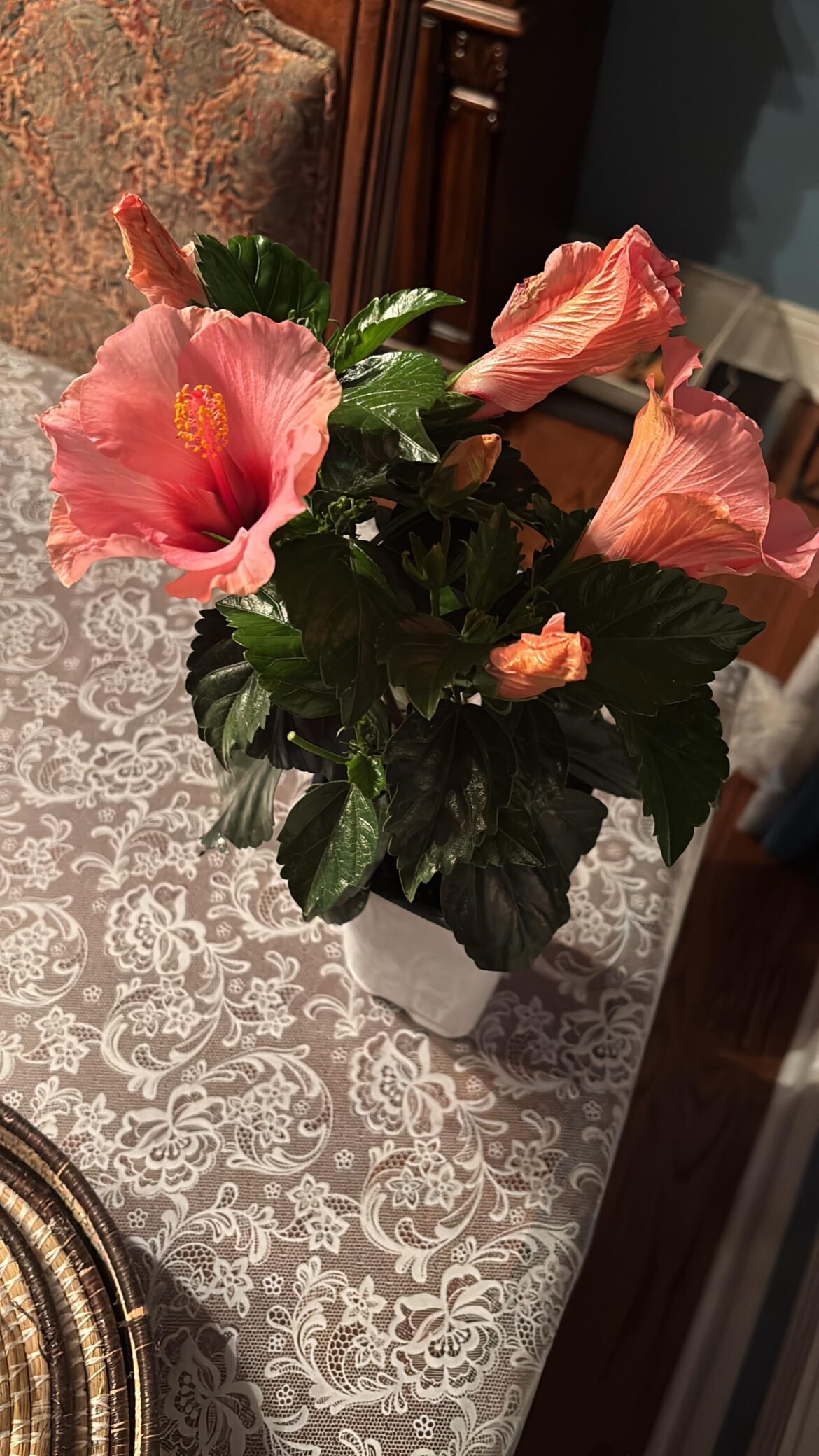 Got a new hibiscus plant today