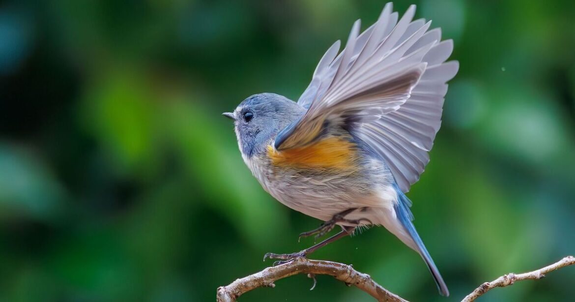 Warning to anyone with birds in their gardens – 1 habit attracts rats Warning to anyone with birds in their gardens - 1 habit attracts rats