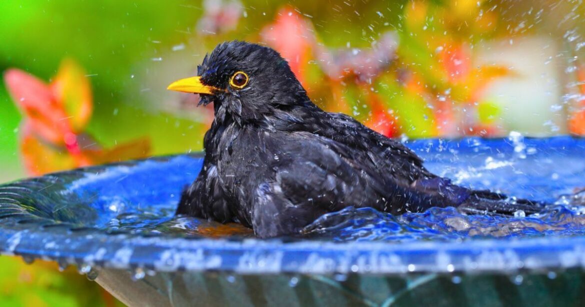 Gardeners urged to leave wine corks in birdbath through rest of March