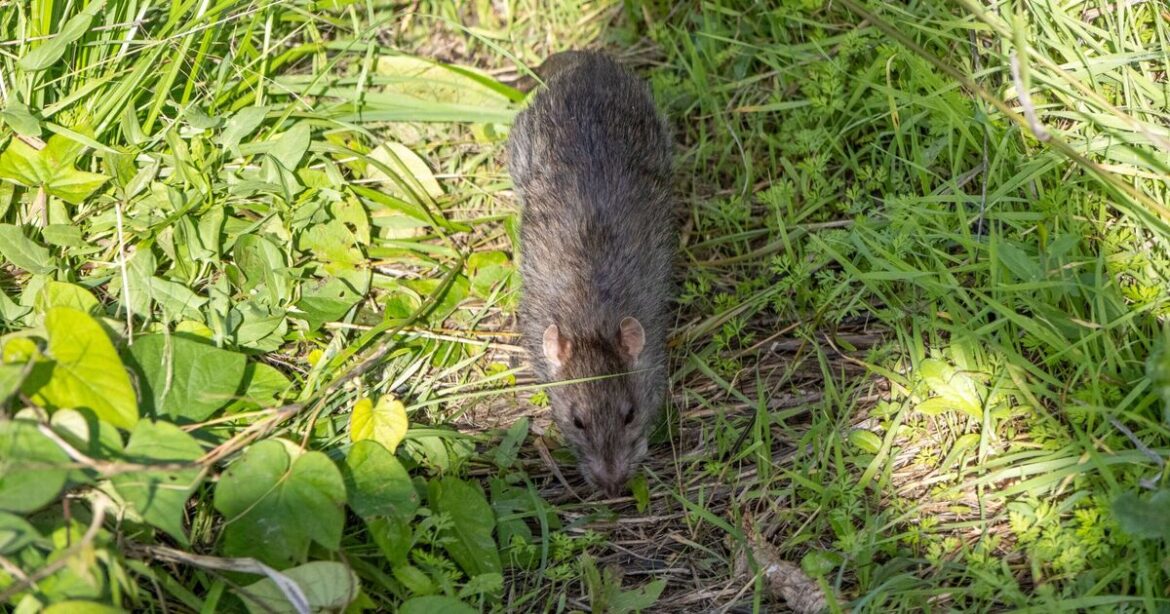 The telltale sign of rats in your garden you won’t be able to see The telltale sign of rats in your garden you won't be able to see