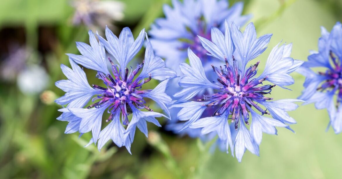 The flower you can grow in weeks that will be fully bloomed by summer