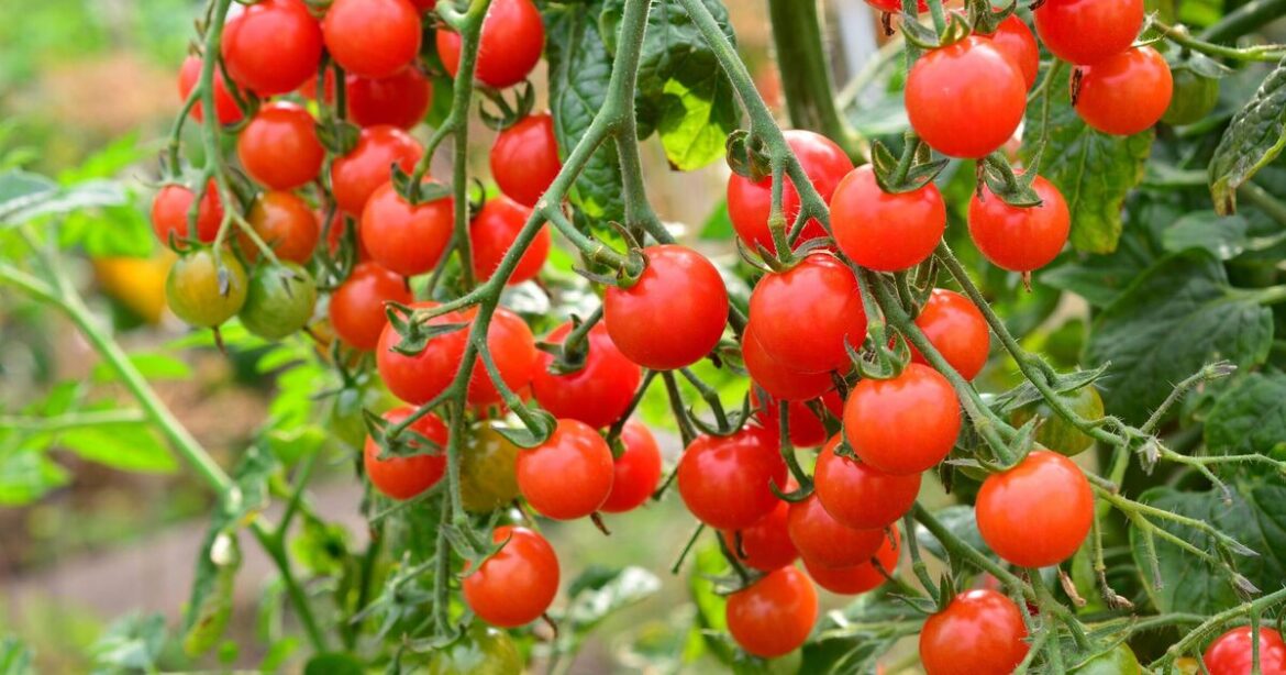 Gardening expert says you can grow 'loads' of tomatoes