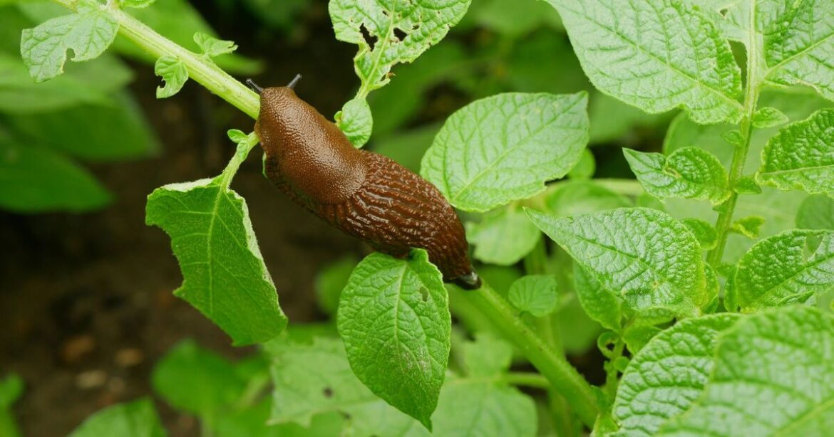 Gardeners urged to keep one plant to repel slugs – they can’t stand the smell Gardeners urged to keep one plant to repel slugs - they can't stand the smell