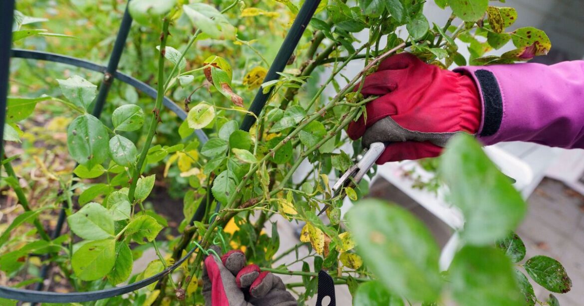 Roses will produce ‘vibrant blooms’ year after year if gardeners do one task in March