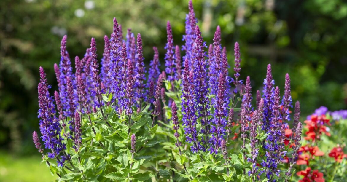 How to stop perennials becoming ‘leggy’ and out of control How to stop perennials becoming 'leggy' and out of control