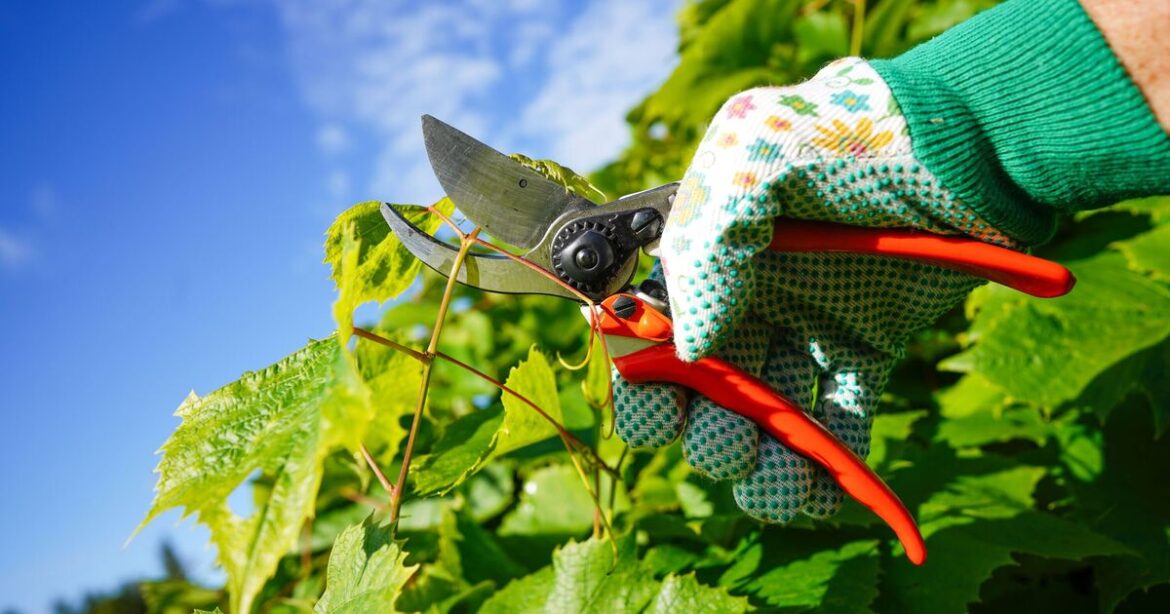 Garden plants to never prune in March Garden plants to never prune in March
