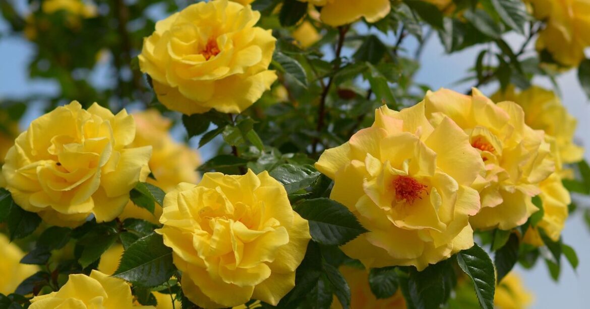 How to grow roses better with 1 important gardening task