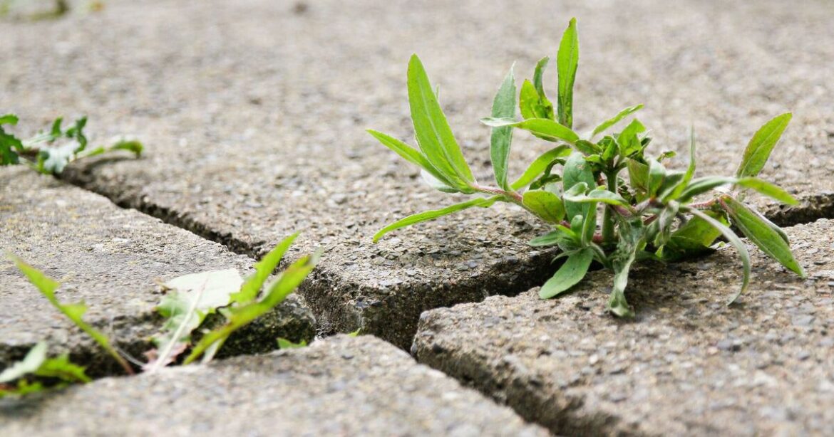 UK households urged to take action now to rid garden weeds for good UK households urged to take action now to rid garden weeds for good