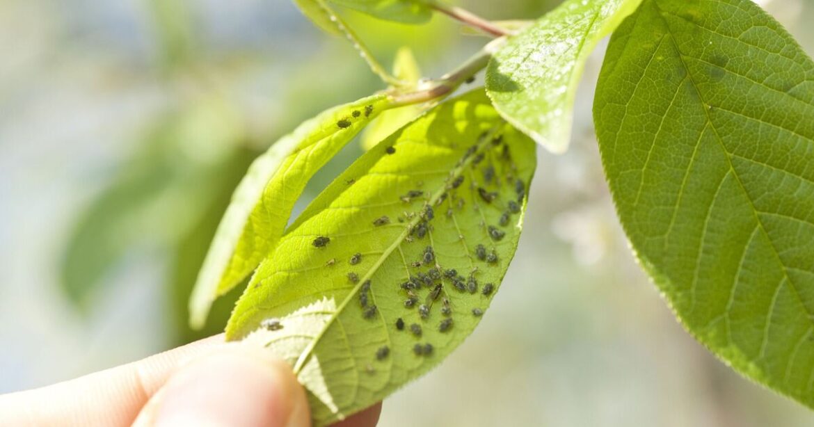 How to get rid of aphids or risk powdery mould on plants How to get rid of aphids or risk powdery mould on plants